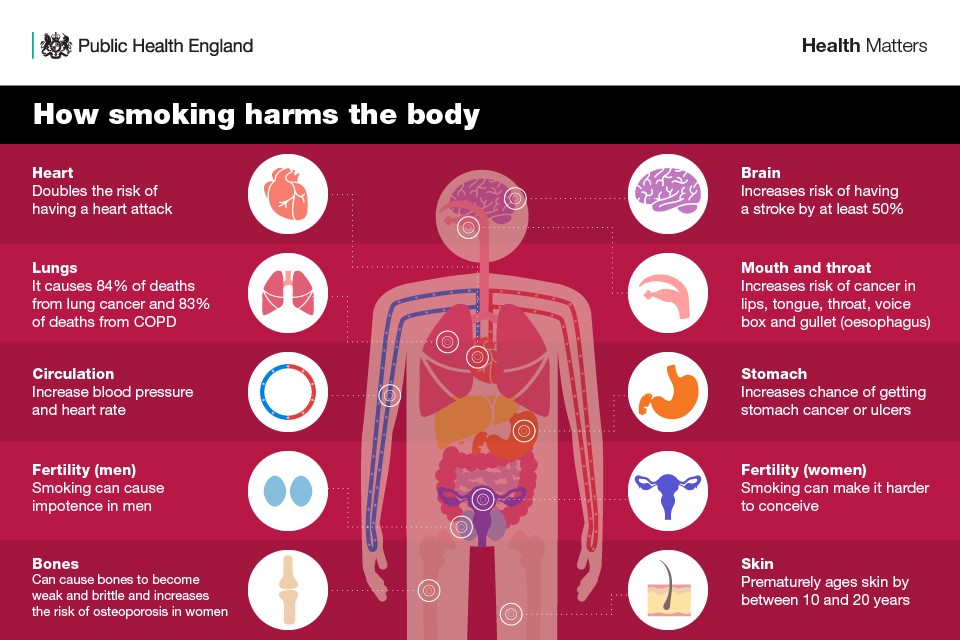 Image showing the harmful effects of smokng. Including damage to Heart, Lungs, Circulation, Fertility, Bones, Brain, Mouth/Throat. Stomach, and Skin.