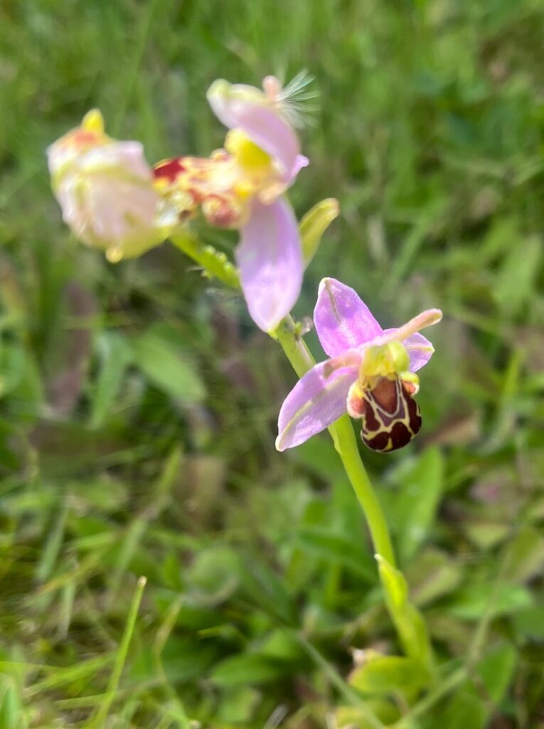 flower and bee