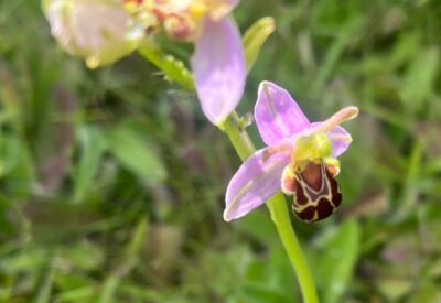 flower and bee